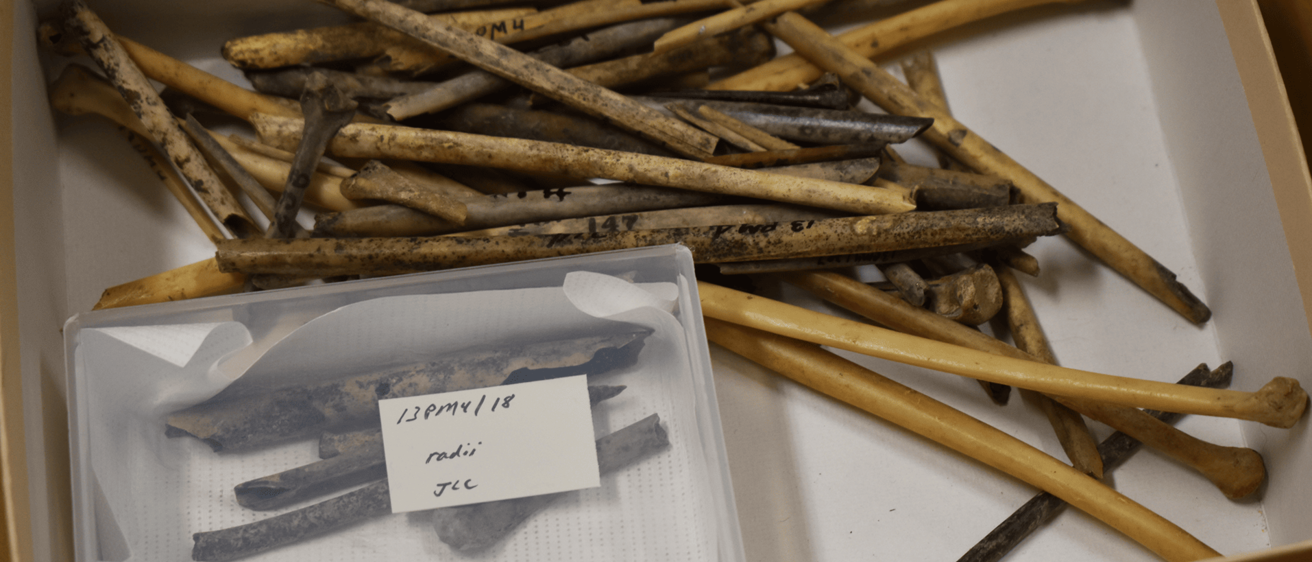 photo of bird bone in a box